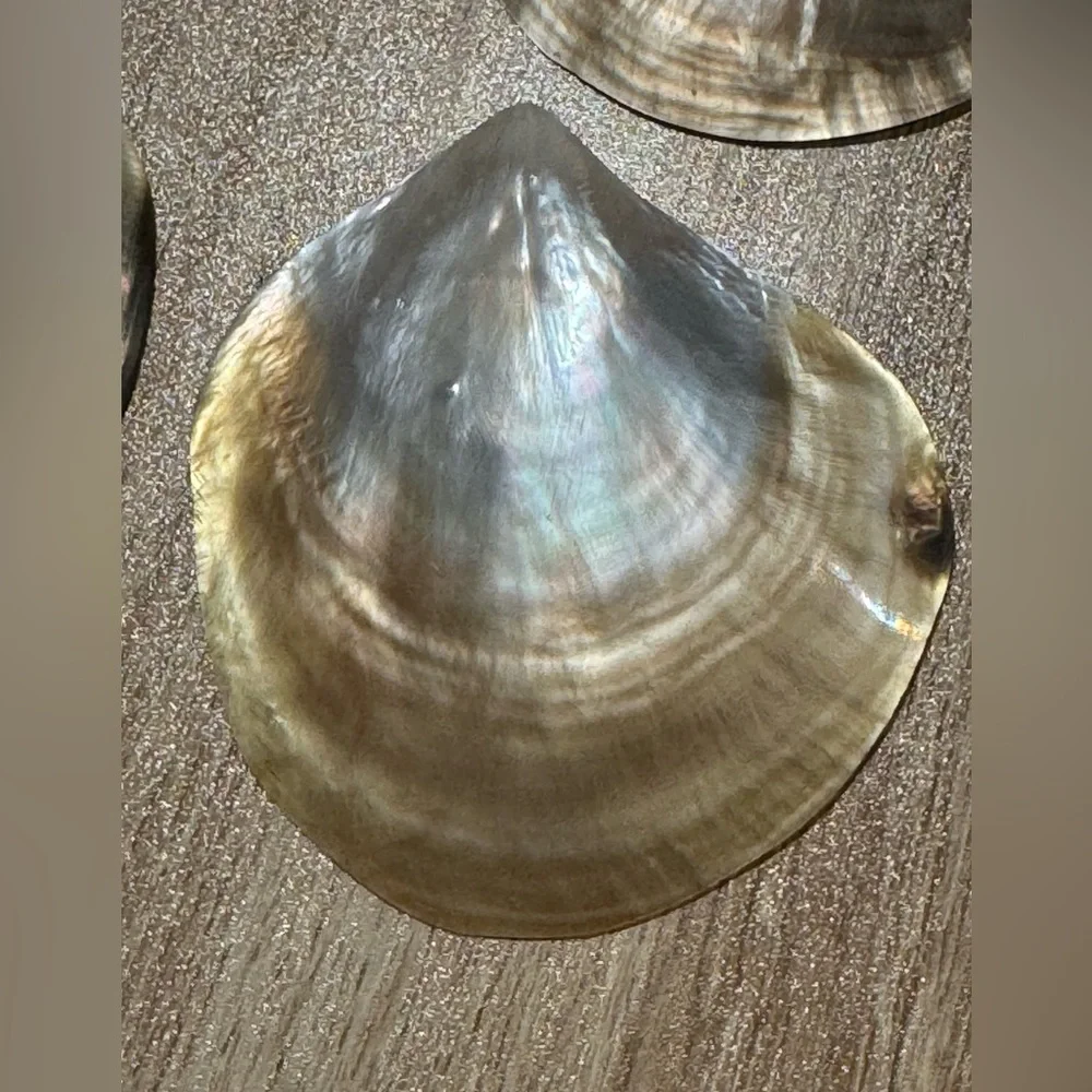 Mother of Pearl Shells- 35 pieces - Picture 5 of 6
